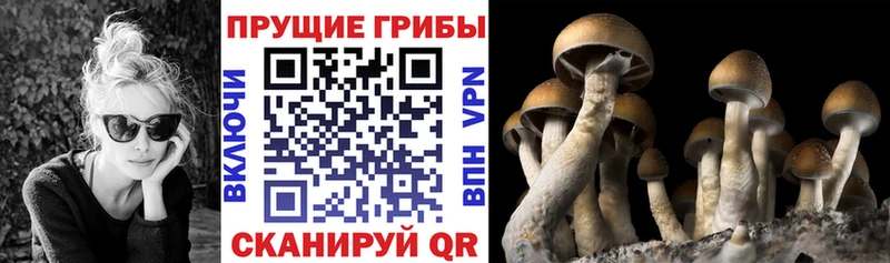 Купить закладки  Плёс  Псилоцибиновые грибы GOLDEN TEACHER 